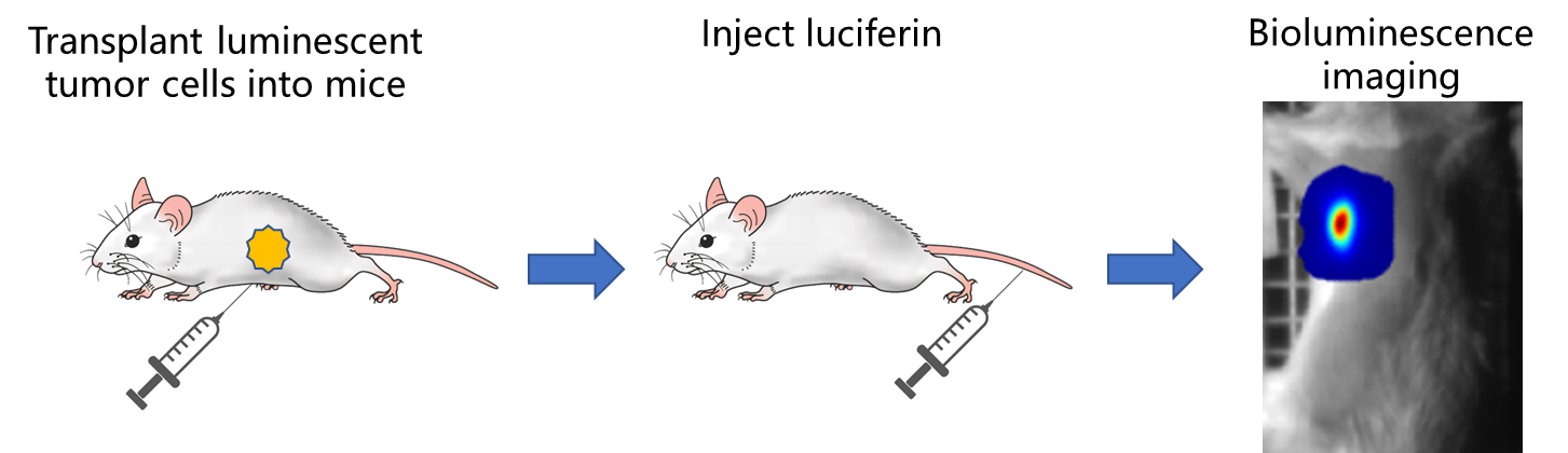 The Tumor Detection Process